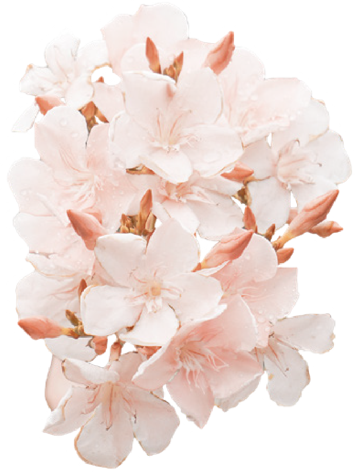 quote_bottom_left_img